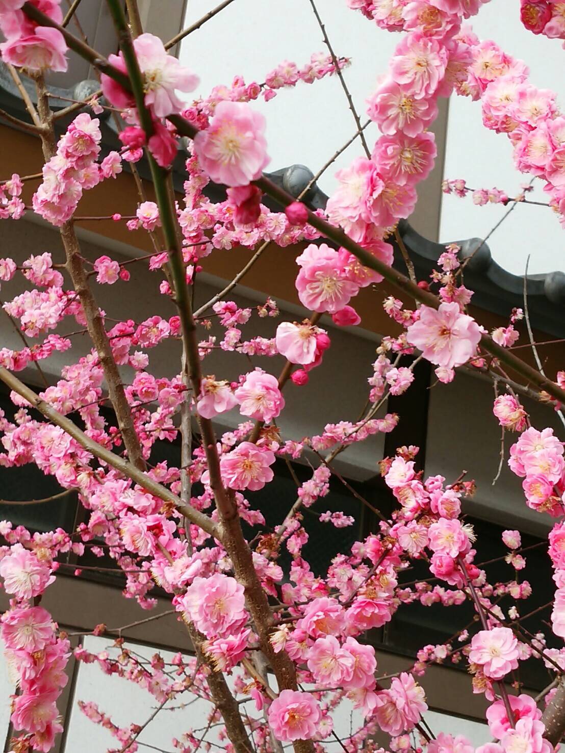 法生　桃の花