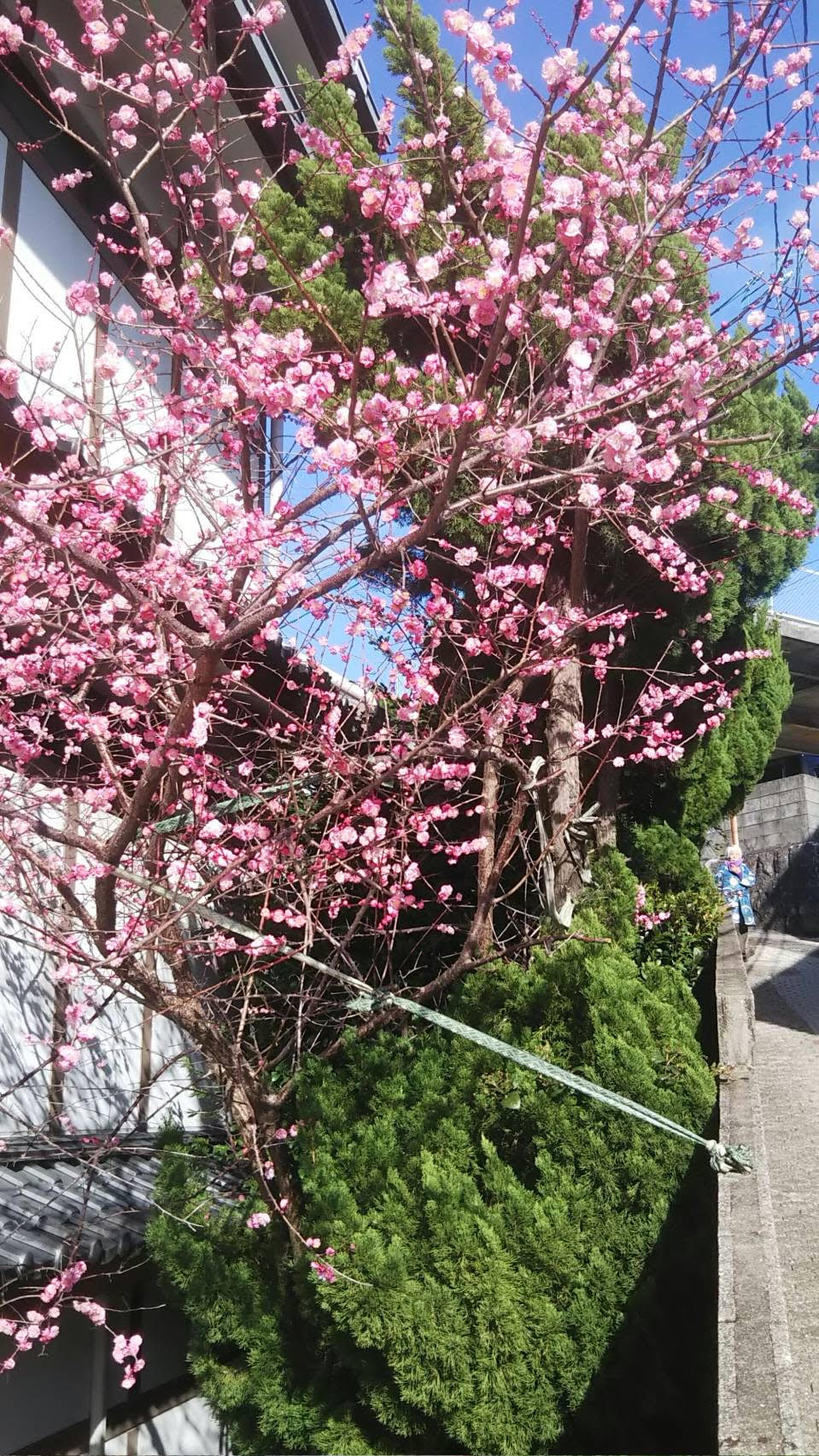 法生　桃の花